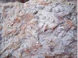 Pictures of Fossils In Rocks