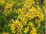 Yellow Flowering Bush In Florida