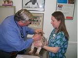 Vca Commonwealth Animal Hospital Fairfax Va Images