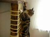 Diy Cat Climbing Post Images
