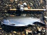 Sockeye Salmon Fishing Tips Pictures