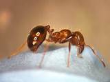 Fire Ants Stinger