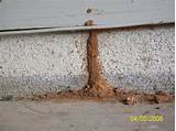 Termite Damage Signs Images