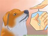 Pictures of Over The Counter Anti Nausea Medication For Dogs