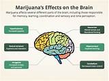Images of Long Term Effects Of Marijuana Use On The Brain