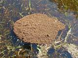 Fire Ants Floating On Water