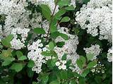 Shrub With Clusters Of White Flowers