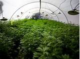 Growing Marijuana In Washington State Images