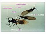 Images of Termites Look Like Ants With Wings