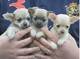 Images of Cheap Teacup Chihuahua Puppies