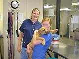 Online Veterinary Assistant Schools Photos