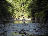 Pictures of Fly Fishing North Island Nz