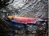 Images of Fishing Alaska Salmon