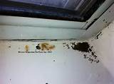 Drywood Termite Control Photos