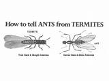 Photos of Carpenter Ants Termites Difference