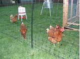 Green Poultry Fence Images