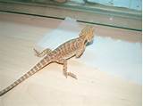 Baby Bearded Dragon For Sale Cheap Pictures