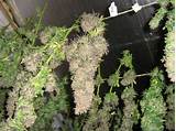 Drying Marijuana Buds Images