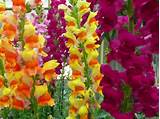 Pictures of Snapdragon Flower Images