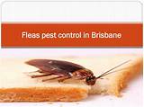 Pictures of Pest Control For Fleas In The Home