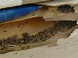 Termite Damage House Value Photos