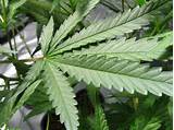What Does A Marijuana Leaf Look Like Photos