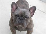 Akc French Bulldog Stud Service Pictures