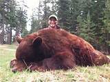 Idaho Black Bear Hunting Outfitters Photos