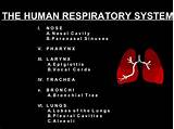 Images of Doctor Specializing In Lungs And Respiratory System