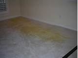 Photos of Best Carpet Cleaning Company For Dog Urine