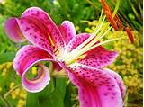 Images of What Are The Different Types Of Lily Flowers