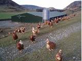Commercial Chicken Egg Farming