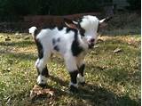 Pictures of Baby Goats For Sale In Nc