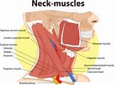Muscle Exercises For Neck Pictures