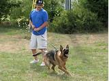 Images of German Shepherd Service Dog