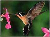 Hummingbird Document Management Pictures
