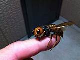 Queen Wasp Sting Images