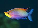 Photos of Rainbow Fish Images Free