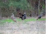 Photos of Osceola Turkey Hunting Outfitters