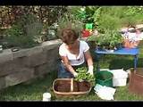 Youtube Gardening Pictures