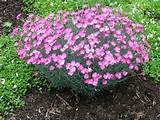 Low Growing Perennials Purple Flowers Images