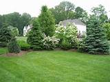 Backyard Landscaping With Trees Pictures