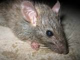 Pictures Of Rat Photos