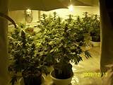 Pictures of How To Grow Marijuana Indoor Guide