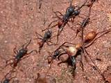Queen Ant Facts Pictures