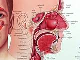 Doctor For Sinus Problems Images