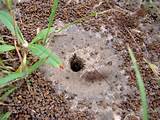 Carpenter Ants Nest Picture Pictures