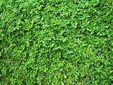 Grass Carpet Images