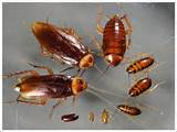 Images of Cockroach Control Products Toronto
