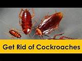 Pictures of Home Remedies Kill Roaches